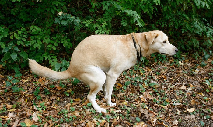 raw diet constipation dog